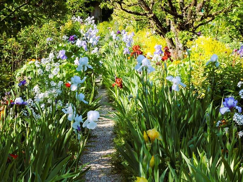 Blue, white and yellow irises crowding a narrow gravel path