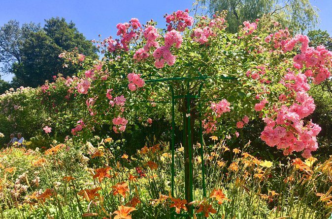Pink standard roses above a bed of summer flowers