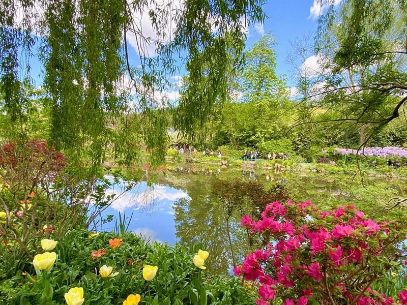 Yellow tulips and pink azaleas at the edge of the water garden