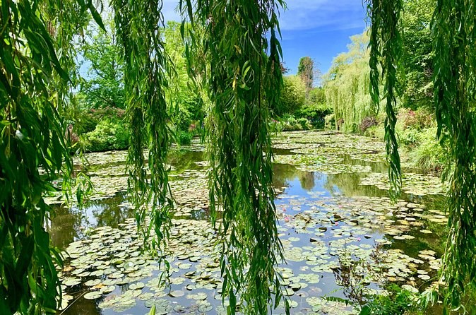 Water lilies on the pond seen through hanging willow branches
