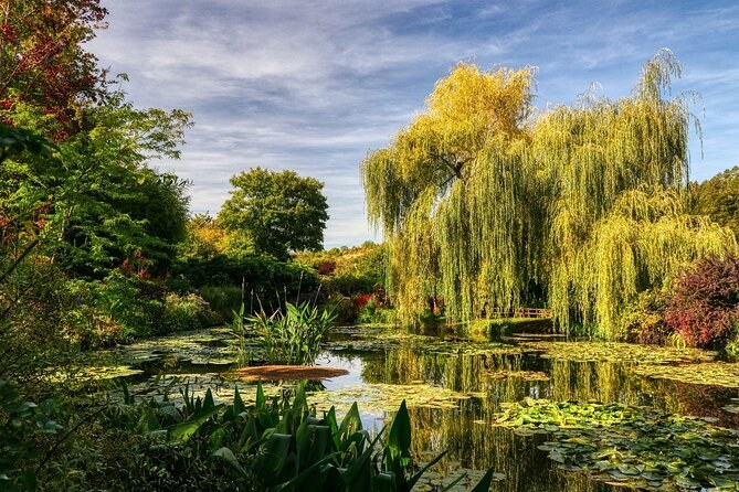 Weeping willows leaning over the water-lily pond