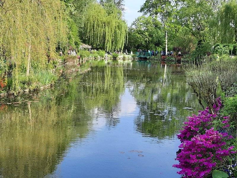 Willows and a bank of purple flowers reflected in the pond